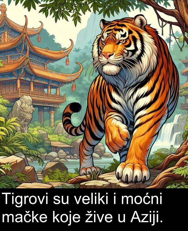 veliki: Tigrovi su veliki i moćni mačke koje žive u Aziji.