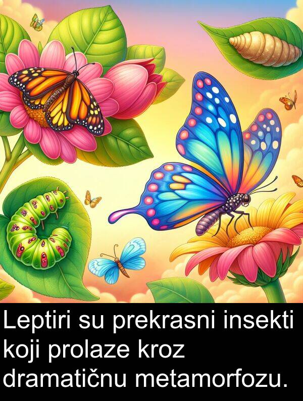 insekti: Leptiri su prekrasni insekti koji prolaze kroz dramatičnu metamorfozu.