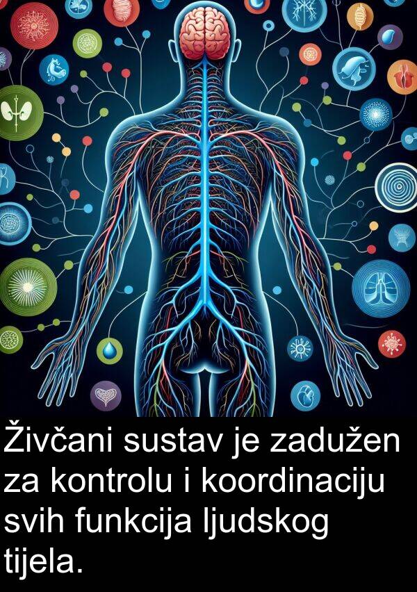 tijela: Živčani sustav je zadužen za kontrolu i koordinaciju svih funkcija ljudskog tijela.