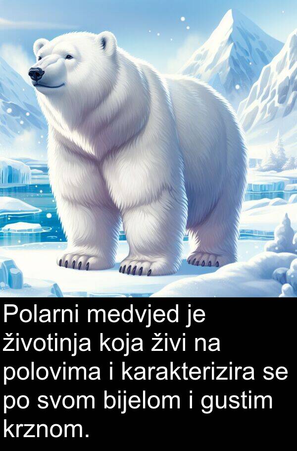 karakterizira: Polarni medvjed je životinja koja živi na polovima i karakterizira se po svom bijelom i gustim krznom.