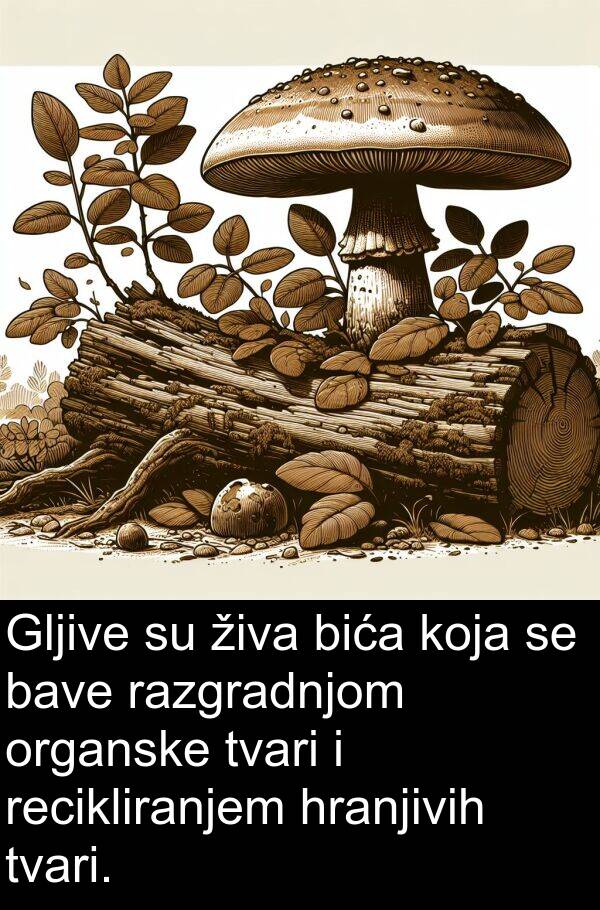bića: Gljive su živa bića koja se bave razgradnjom organske tvari i recikliranjem hranjivih tvari.