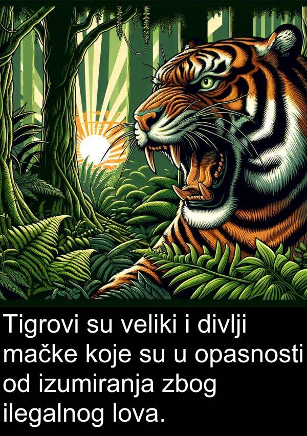 veliki: Tigrovi su veliki i divlji mačke koje su u opasnosti od izumiranja zbog ilegalnog lova.