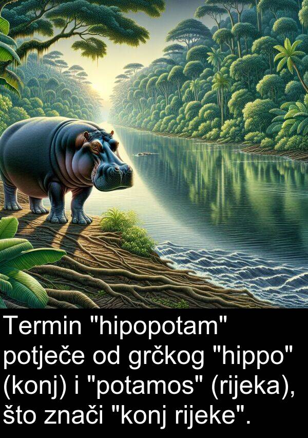 znači: Termin "hipopotam" potječe od grčkog "hippo" (konj) i "potamos" (rijeka), što znači "konj rijeke".