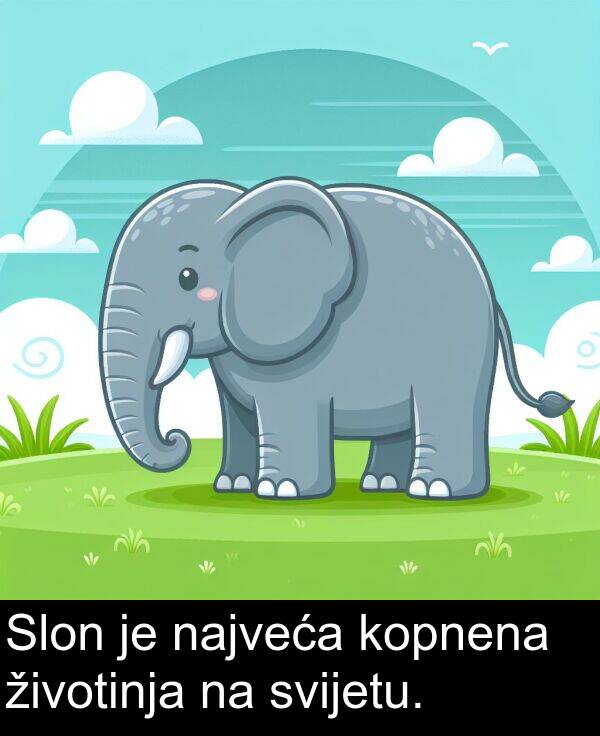 najveća: Slon je najveća kopnena životinja na svijetu.