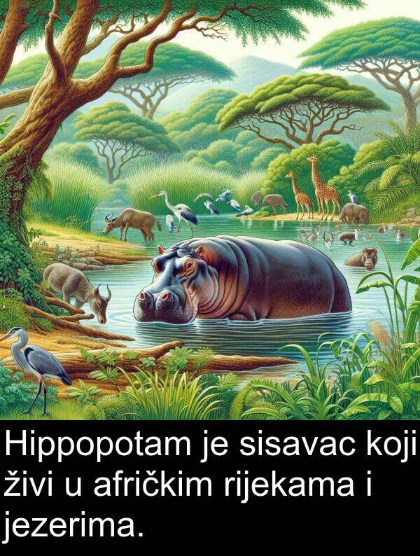 afričkim: Hippopotam je sisavac koji živi u afričkim rijekama i jezerima.