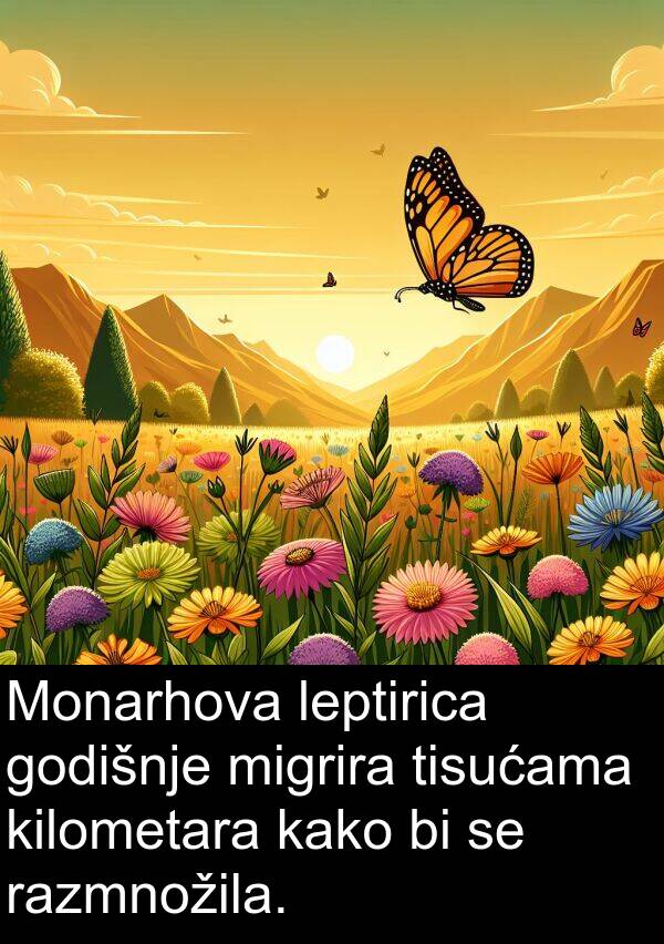 razmnožila: Monarhova leptirica godišnje migrira tisućama kilometara kako bi se razmnožila.