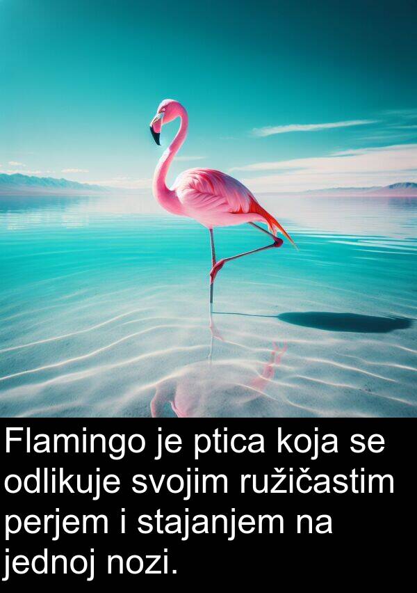 odlikuje: Flamingo je ptica koja se odlikuje svojim ružičastim perjem i stajanjem na jednoj nozi.