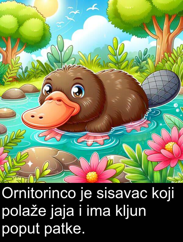 kljun: Ornitorinco je sisavac koji polaže jaja i ima kljun poput patke.