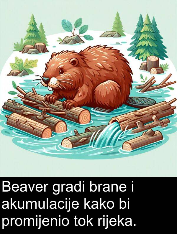 akumulacije: Beaver gradi brane i akumulacije kako bi promijenio tok rijeka.