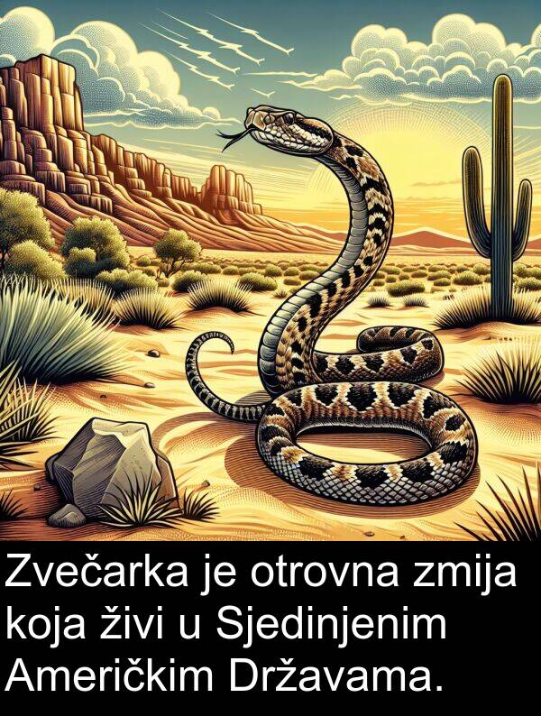 zmija: Zvečarka je otrovna zmija koja živi u Sjedinjenim Američkim Državama.