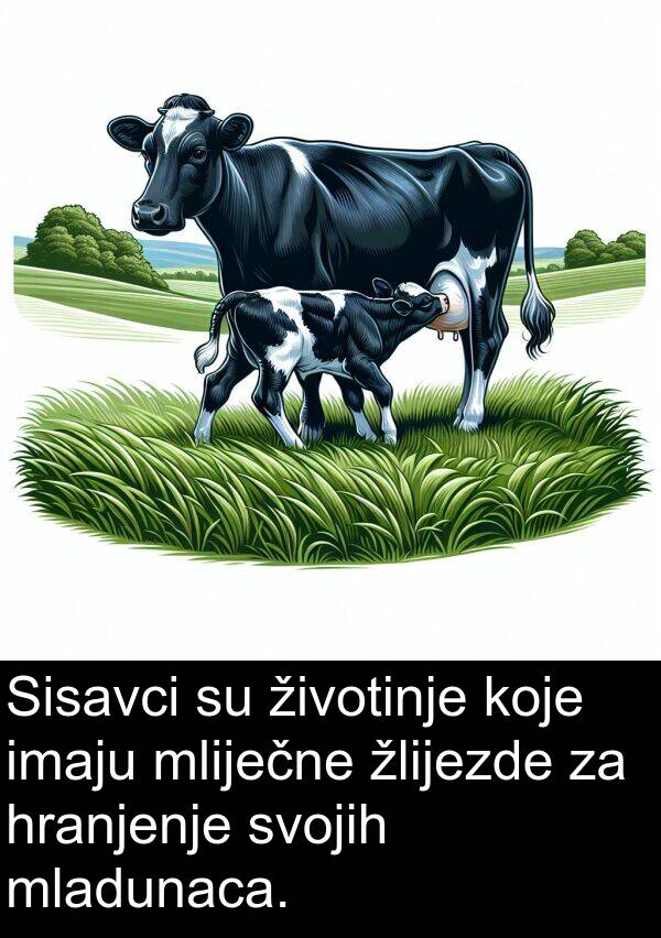 svojih: Sisavci su životinje koje imaju mliječne žlijezde za hranjenje svojih mladunaca.