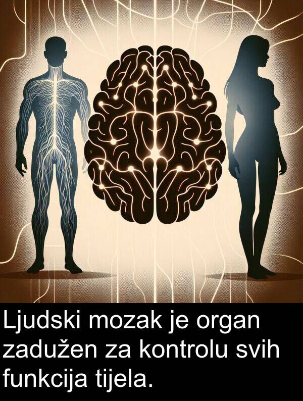 tijela: Ljudski mozak je organ zadužen za kontrolu svih funkcija tijela.
