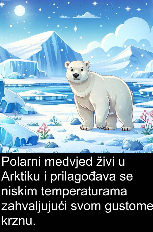 temperaturama: Polarni medvjed živi u Arktiku i prilagođava se niskim temperaturama zahvaljujući svom gustome krznu.