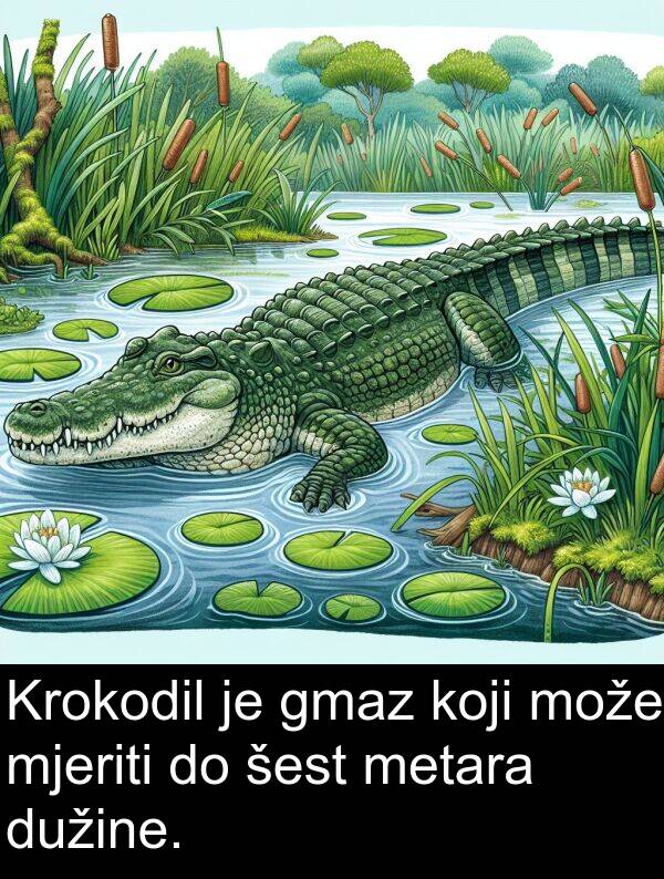 šest: Krokodil je gmaz koji može mjeriti do šest metara dužine.