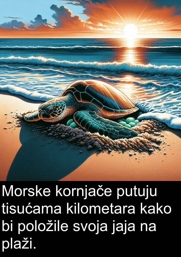 kilometara: Morske kornjače putuju tisućama kilometara kako bi položile svoja jaja na plaži.
