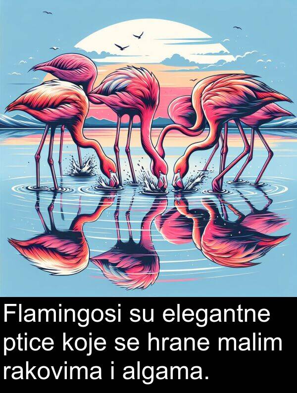 algama: Flamingosi su elegantne ptice koje se hrane malim rakovima i algama.