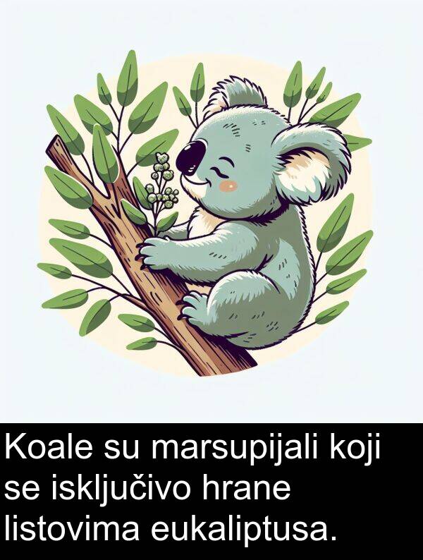 hrane: Koale su marsupijali koji se isključivo hrane listovima eukaliptusa.