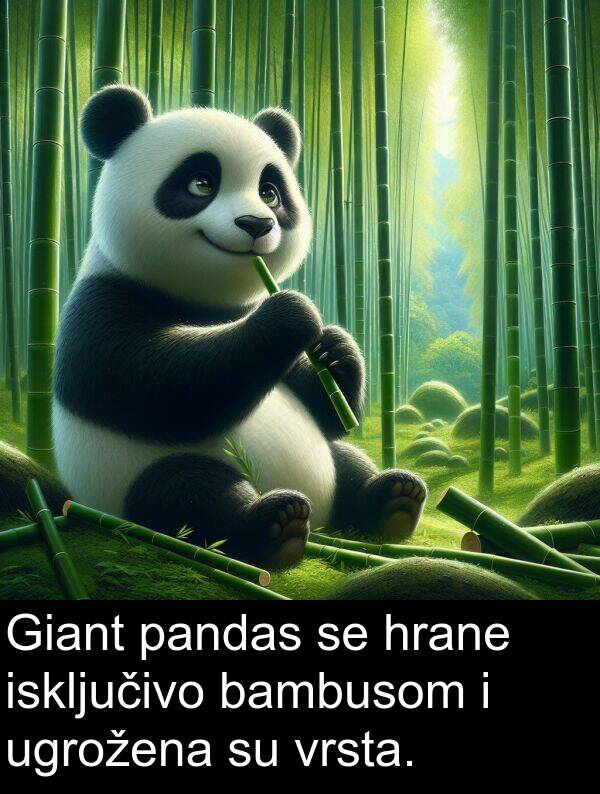 bambusom: Giant pandas se hrane isključivo bambusom i ugrožena su vrsta.