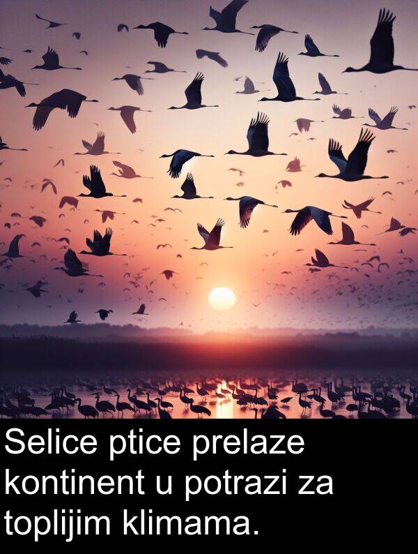 potrazi: Selice ptice prelaze kontinent u potrazi za toplijim klimama.