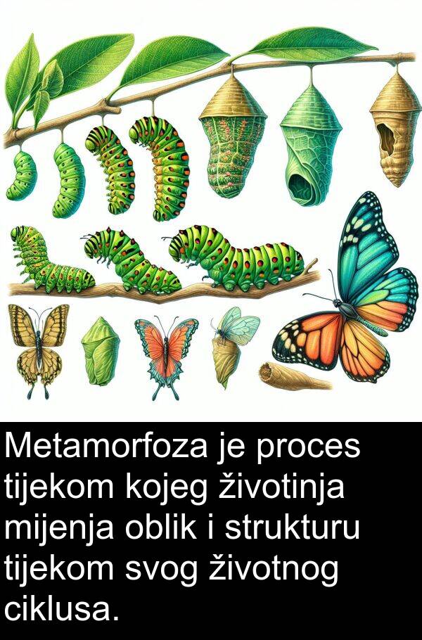 mijenja: Metamorfoza je proces tijekom kojeg životinja mijenja oblik i strukturu tijekom svog životnog ciklusa.