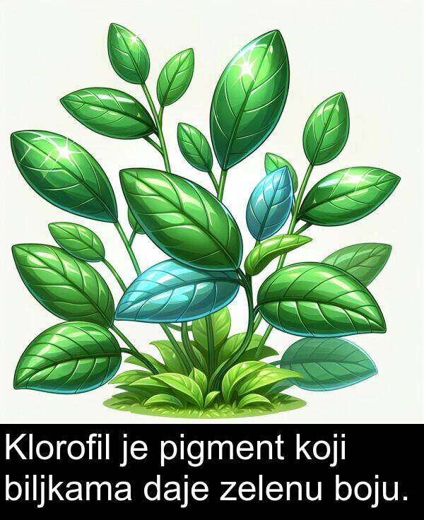 biljkama: Klorofil je pigment koji biljkama daje zelenu boju.