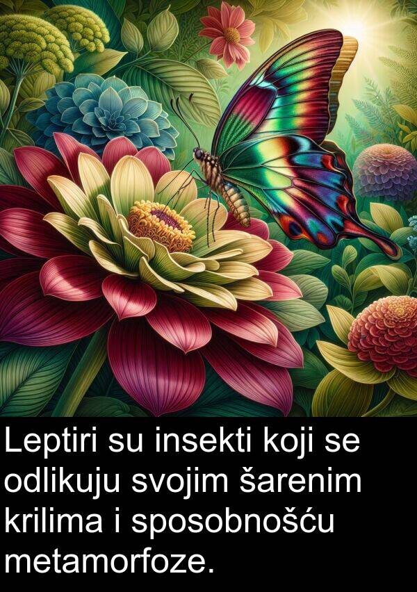 metamorfoze: Leptiri su insekti koji se odlikuju svojim šarenim krilima i sposobnošću metamorfoze.
