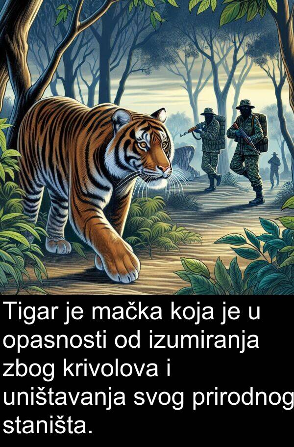 mačka: Tigar je mačka koja je u opasnosti od izumiranja zbog krivolova i uništavanja svog prirodnog staništa.