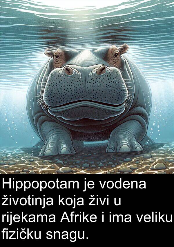 fizičku: Hippopotam je vodena životinja koja živi u rijekama Afrike i ima veliku fizičku snagu.