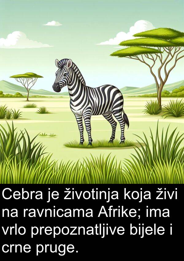 ravnicama: Cebra je životinja koja živi na ravnicama Afrike; ima vrlo prepoznatljive bijele i crne pruge.