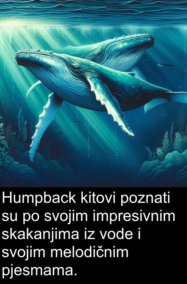 kitovi: Humpback kitovi poznati su po svojim impresivnim skakanjima iz vode i svojim melodičnim pjesmama.