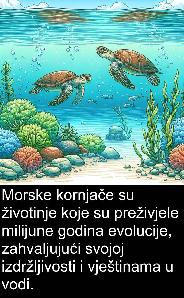 evolucije: Morske kornjače su životinje koje su preživjele milijune godina evolucije, zahvaljujući svojoj izdržljivosti i vještinama u vodi.