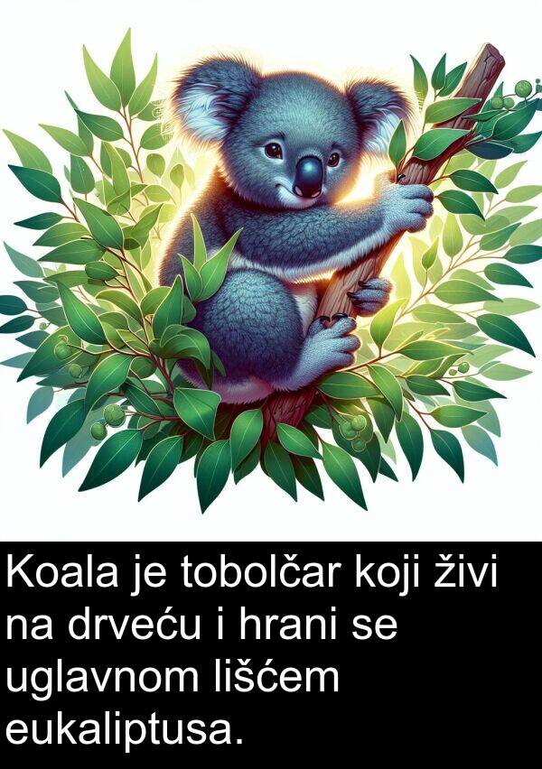 uglavnom: Koala je tobolčar koji živi na drveću i hrani se uglavnom lišćem eukaliptusa.