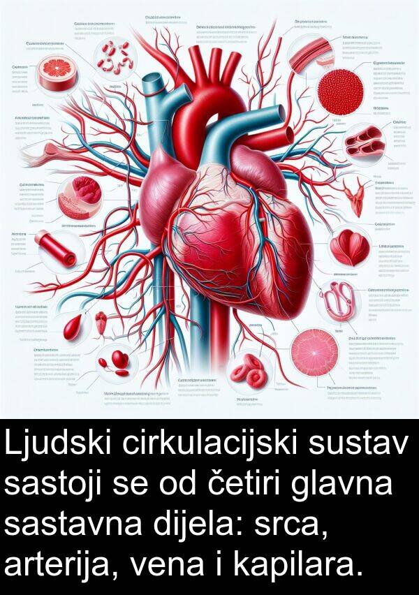 arterija: Ljudski cirkulacijski sustav sastoji se od četiri glavna sastavna dijela: srca, arterija, vena i kapilara.