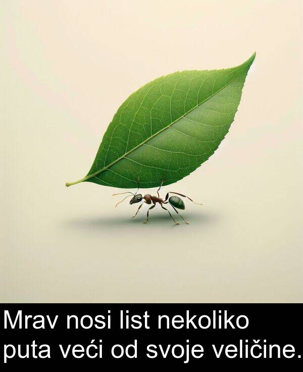 veličine: Mrav nosi list nekoliko puta veći od svoje veličine.