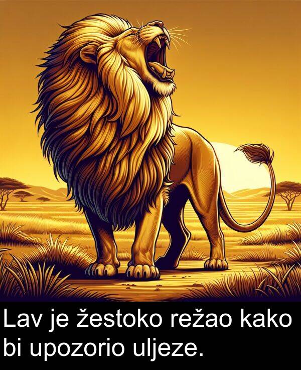 uljeze: Lav je žestoko režao kako bi upozorio uljeze.