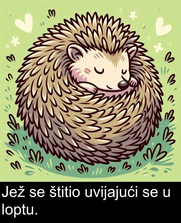 štitio: Jež se štitio uvijajući se u loptu.