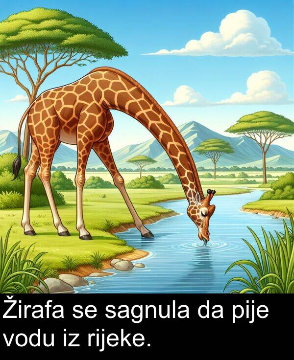 pije: Žirafa se sagnula da pije vodu iz rijeke.