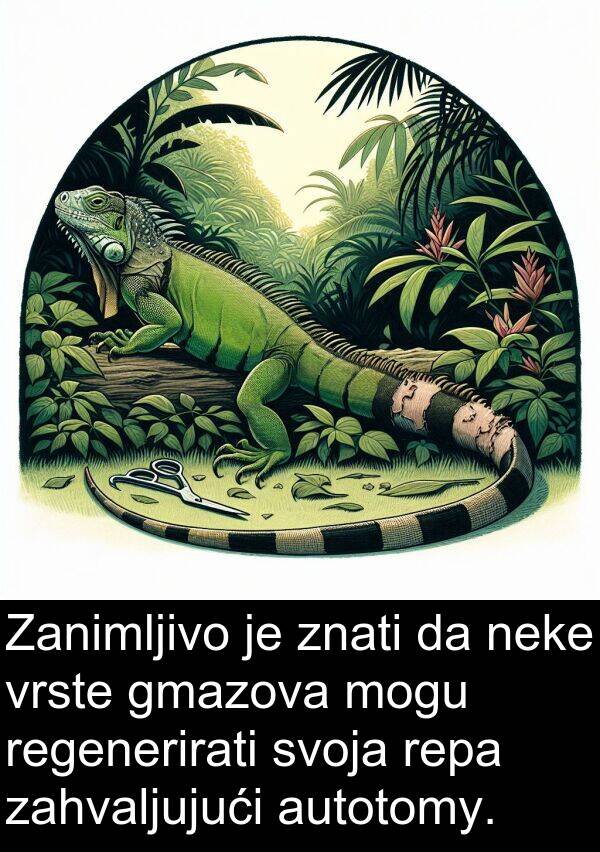 autotomy: Zanimljivo je znati da neke vrste gmazova mogu regenerirati svoja repa zahvaljujući autotomy.