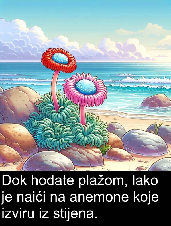 anemone: Dok hodate plažom, lako je naići na anemone koje izviru iz stijena.