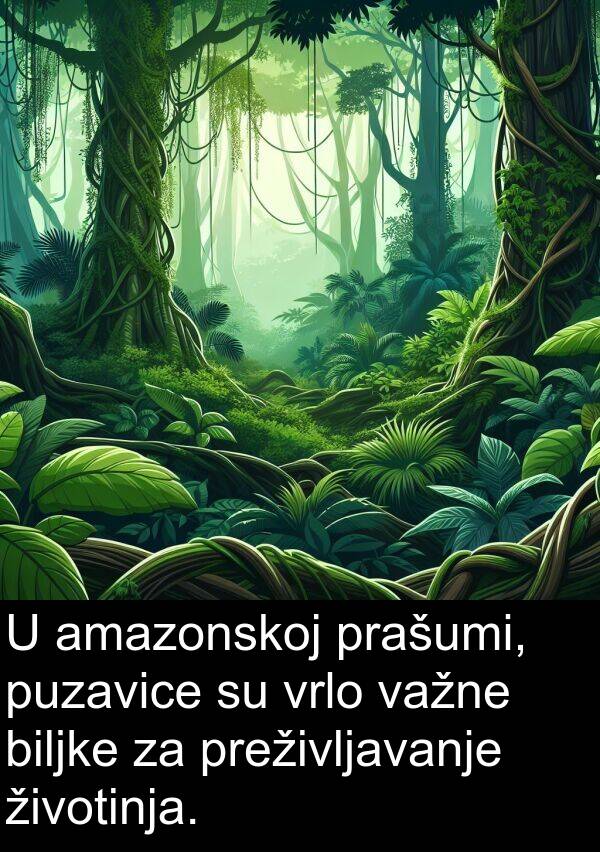 amazonskoj: U amazonskoj prašumi, puzavice su vrlo važne biljke za preživljavanje životinja.
