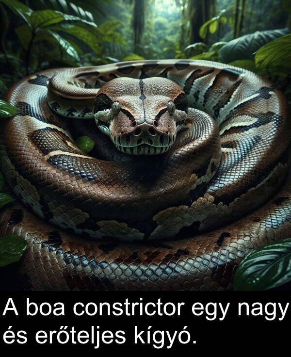 nagy: A boa constrictor egy nagy és erőteljes kígyó.