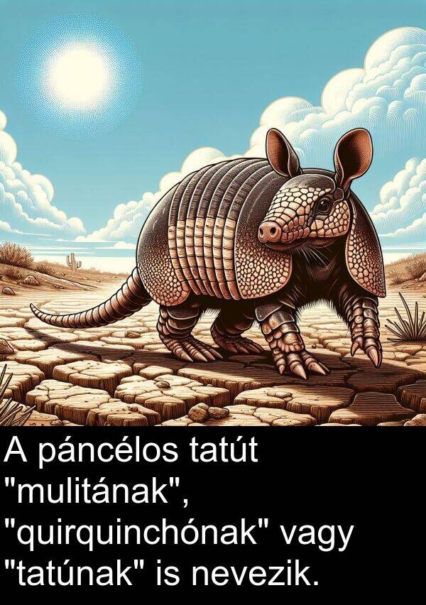 páncélos: A páncélos tatút "mulitának", "quirquinchónak" vagy "tatúnak" is nevezik.