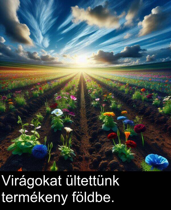 termékeny: Virágokat ültettünk termékeny földbe.