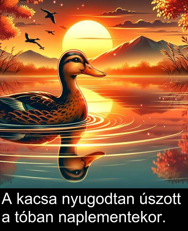 naplementekor: A kacsa nyugodtan úszott a tóban naplementekor.