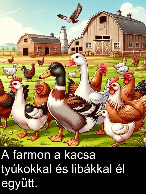 tyúkokkal: A farmon a kacsa tyúkokkal és libákkal él együtt.