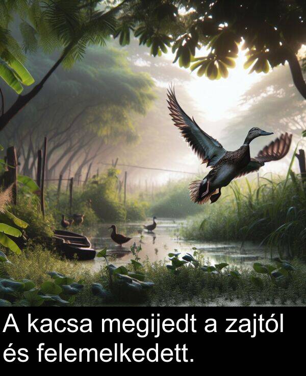 zajtól: A kacsa megijedt a zajtól és felemelkedett.