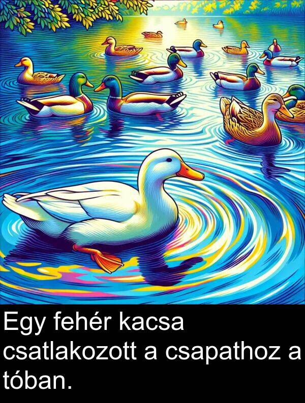 csatlakozott: Egy fehér kacsa csatlakozott a csapathoz a tóban.