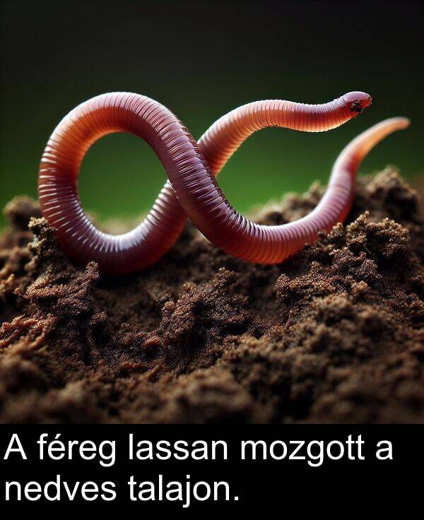 mozgott: A féreg lassan mozgott a nedves talajon.