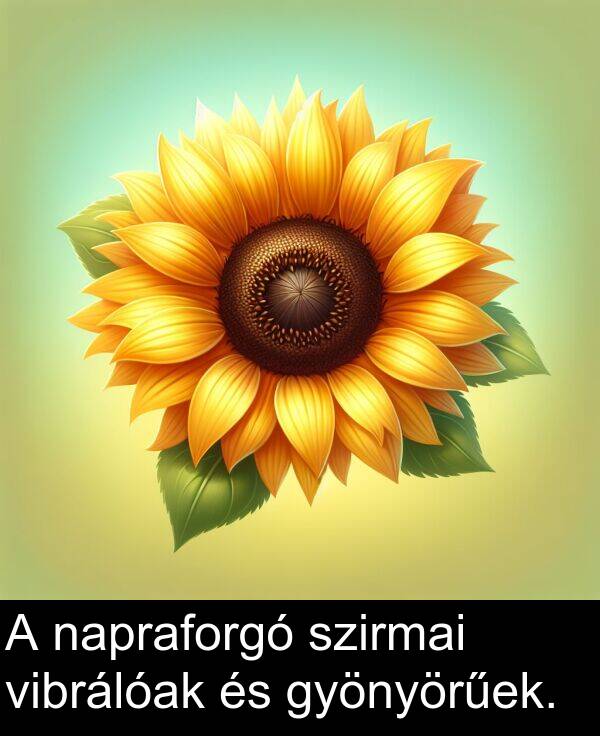 napraforgó: A napraforgó szirmai vibrálóak és gyönyörűek.