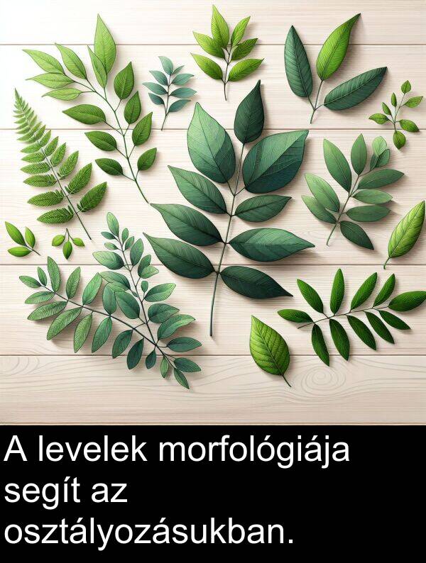 segít: A levelek morfológiája segít az osztályozásukban.